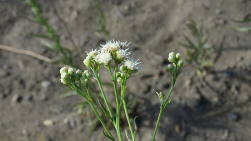 Image of Baccharis glutinosa by (c) Ariadna Tripaldi, some rights reserved (CC BY)