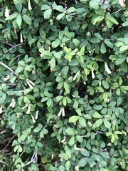 Lonicera kawakamii