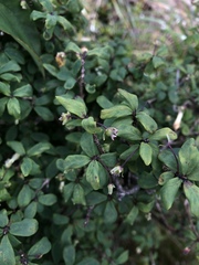 Lonicera kawakamii