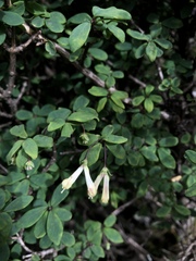 Lonicera kawakamii