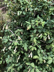 Lonicera kawakamii