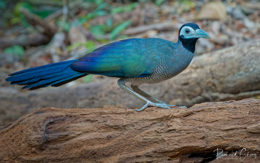 Bornean Ground-Cuckoo photo