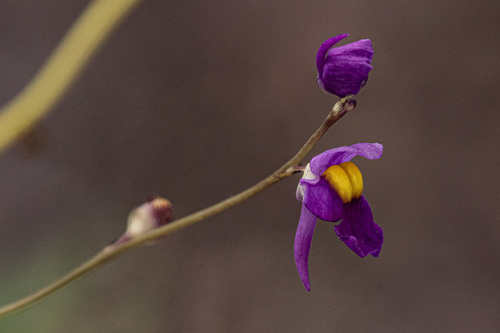 Utricularia welwitschii Oliv. 2