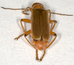 Cantharis cryptica