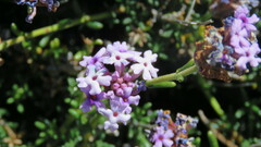 Junellia succulentifolia, photograph (c) Ariadna Tripaldi, some rights reserved (CC BY)