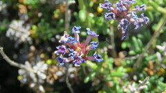 Junellia succulentifolia, photograph (c) Ariadna Tripaldi, some rights reserved (CC BY)