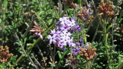 Junellia succulentifolia