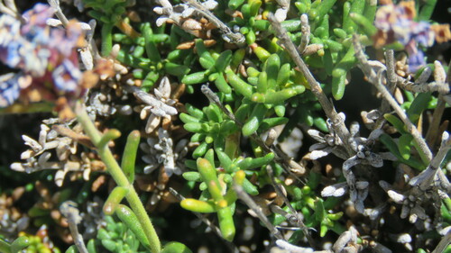 Junellia succulentifolia, photograph 3