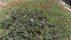 Junellia succulentifolia, photograph (c) Ariadna Tripaldi, some rights reserved (CC BY)