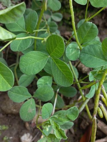 Image of Indigofera dimidiata by (c) Brian du Preez, some rights reserved (CC BY-SA)