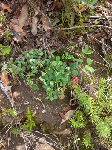 Image of Indigofera dimidiata by (c) Brian du Preez, some rights reserved (CC BY-SA)