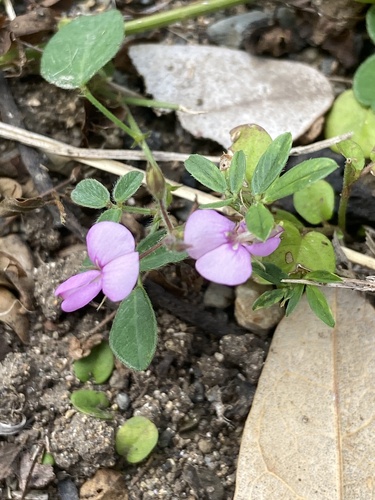 Desmodium scorpiurus iNat (3)