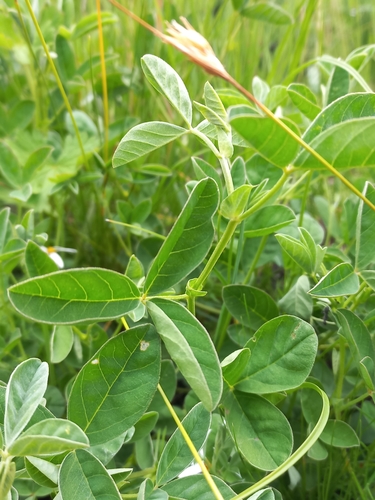 Image of Indigofera dimidiata by (c) Brian du Preez, some rights reserved (CC BY-SA)