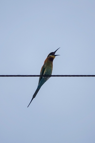 Blue-tailed Bee-eater (Merops philippinus), photo 10