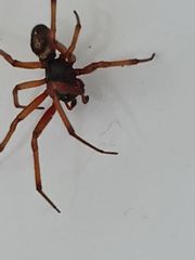Steatoda nobilis