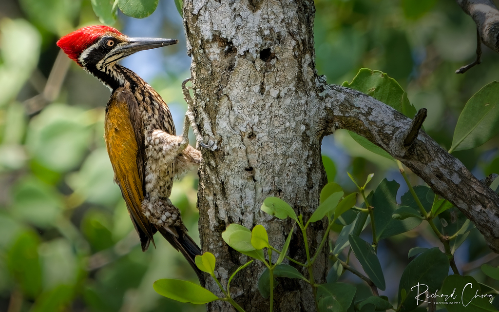Greater Flameback