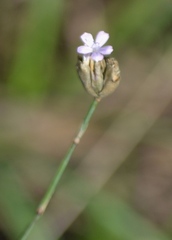 Petrorhagia prolifera