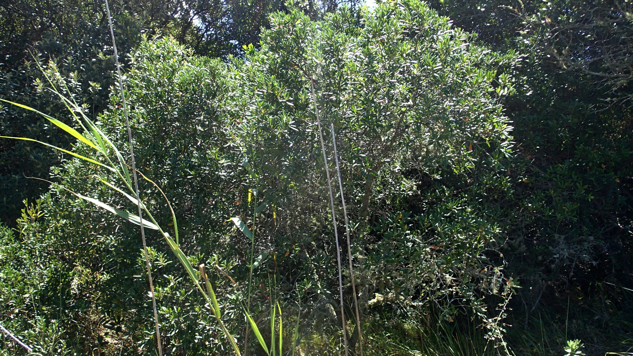 Imagem de Caqui-preto