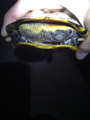 Platemys platycephala