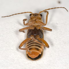 Cantharis cryptica
