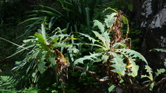 Sonchus platylepis