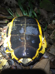 Platemys platycephala