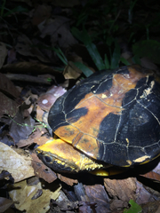 Platemys platycephala