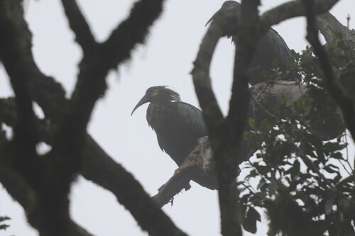 Olive Ibis (Bostrychia olivacea)