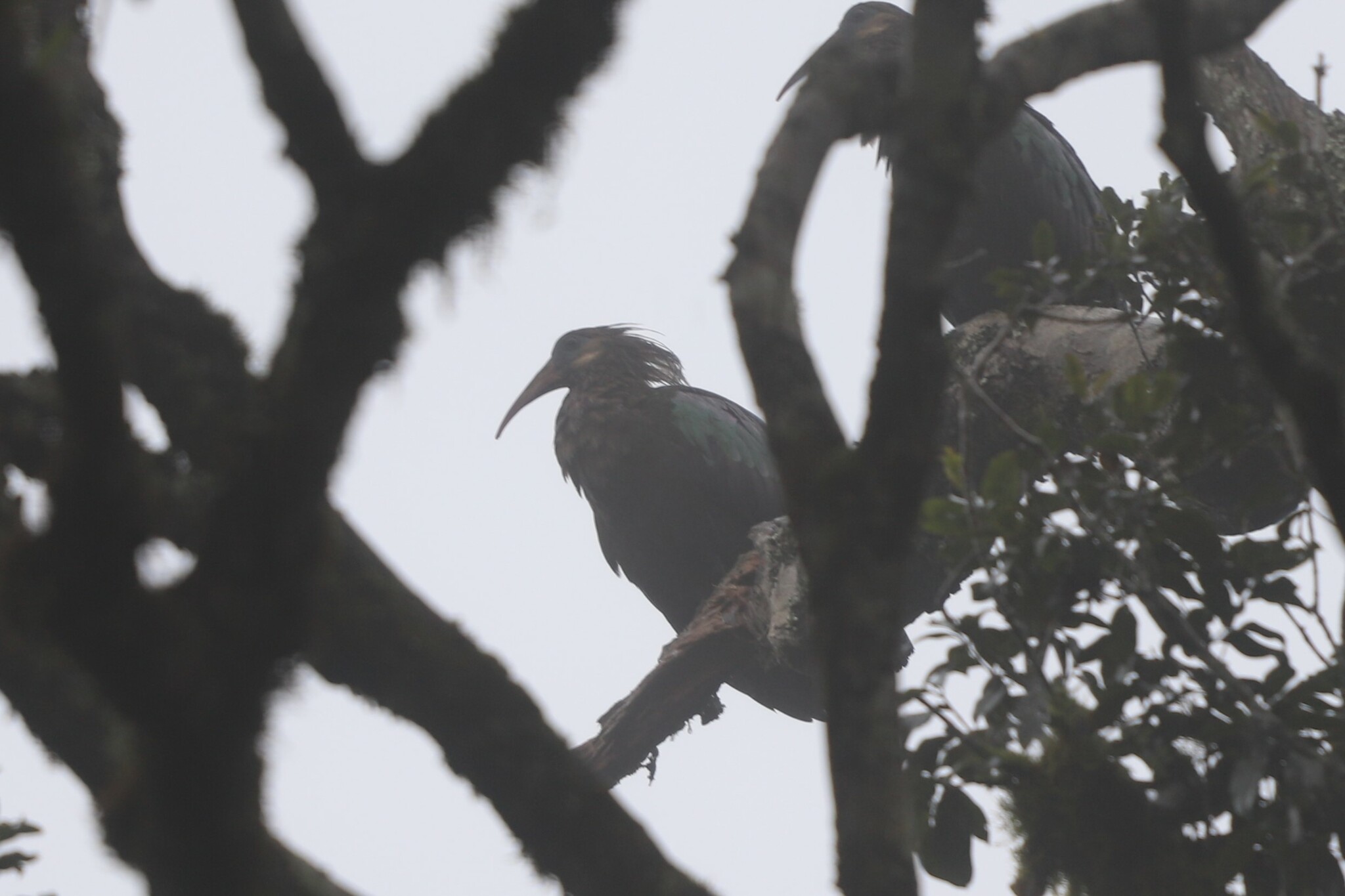 Olive Ibis (Bostrychia olivacea), photo 1