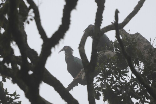 Olive Ibis (Bostrychia olivacea), photo 4