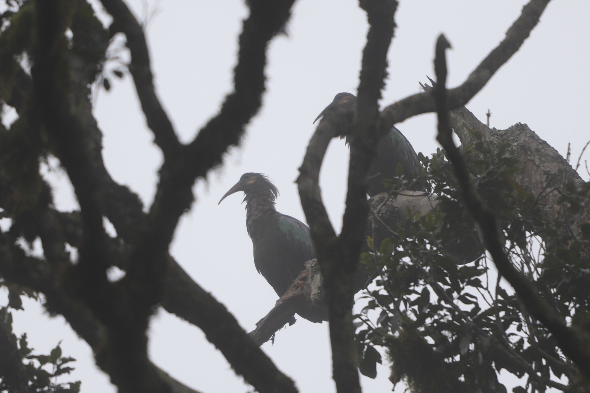 Olive Ibis (Bostrychia olivacea), photo 2
