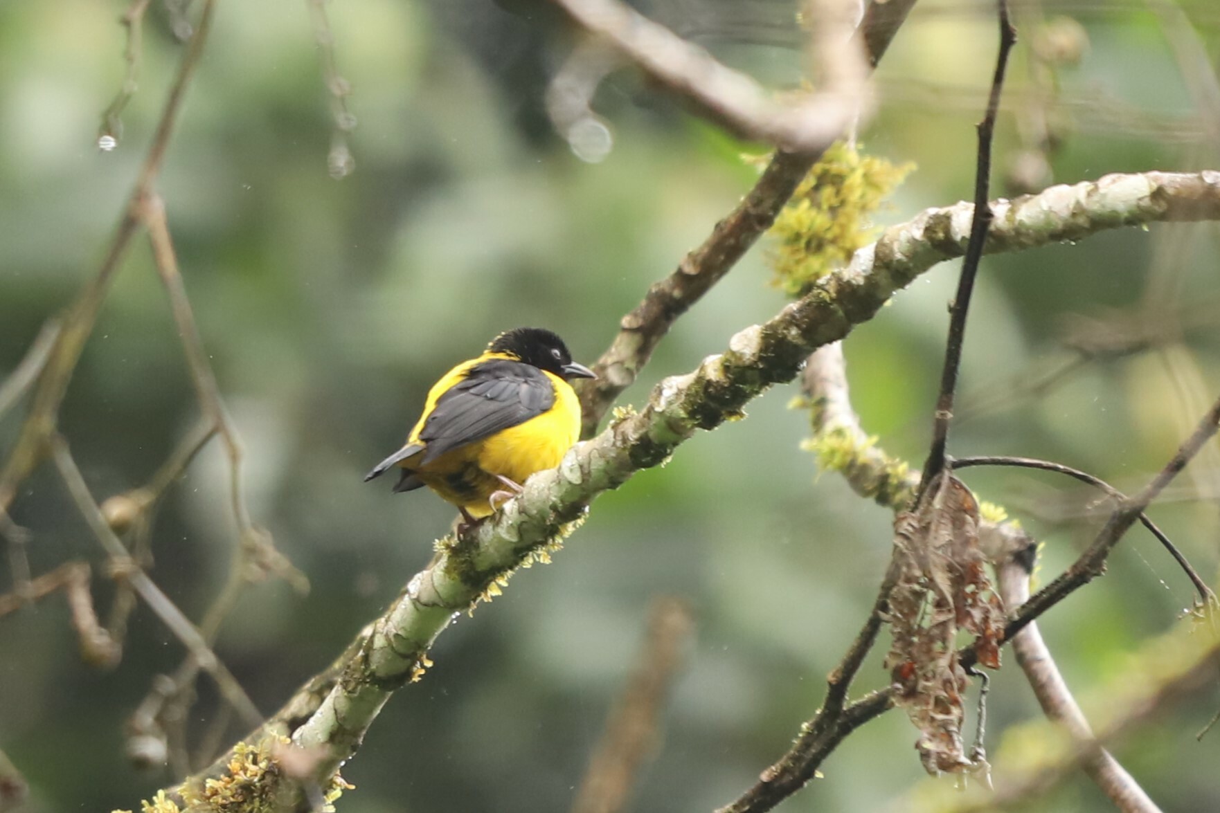 Brown-capped Weaver (Ploceus insignis)