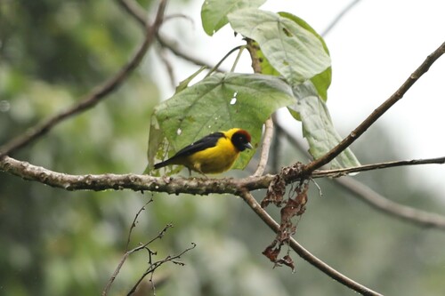 Brown-capped Weaver (Ploceus insignis), photo 9