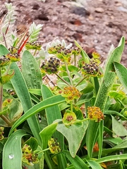 Bupleurum triradiatum
