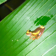 Dendropsophus bifurcus