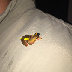 Dendropsophus bifurcus