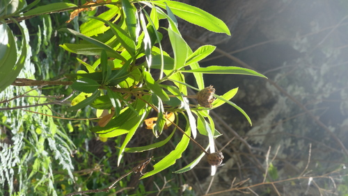 Cheirolophus arbutifolius, photograph 3