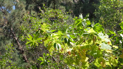 Cheirolophus arbutifolius, photograph 2