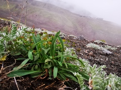 Bupleurum triradiatum