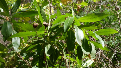 Cheirolophus arbutifolius, photograph 1