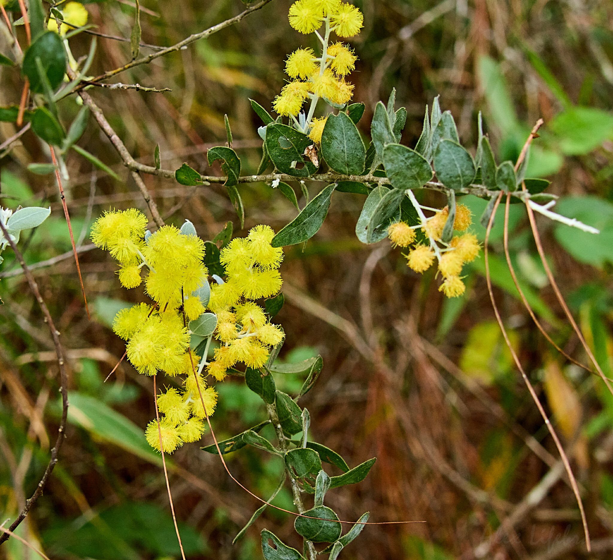 Acacia podalyriifolia — ảnh 2