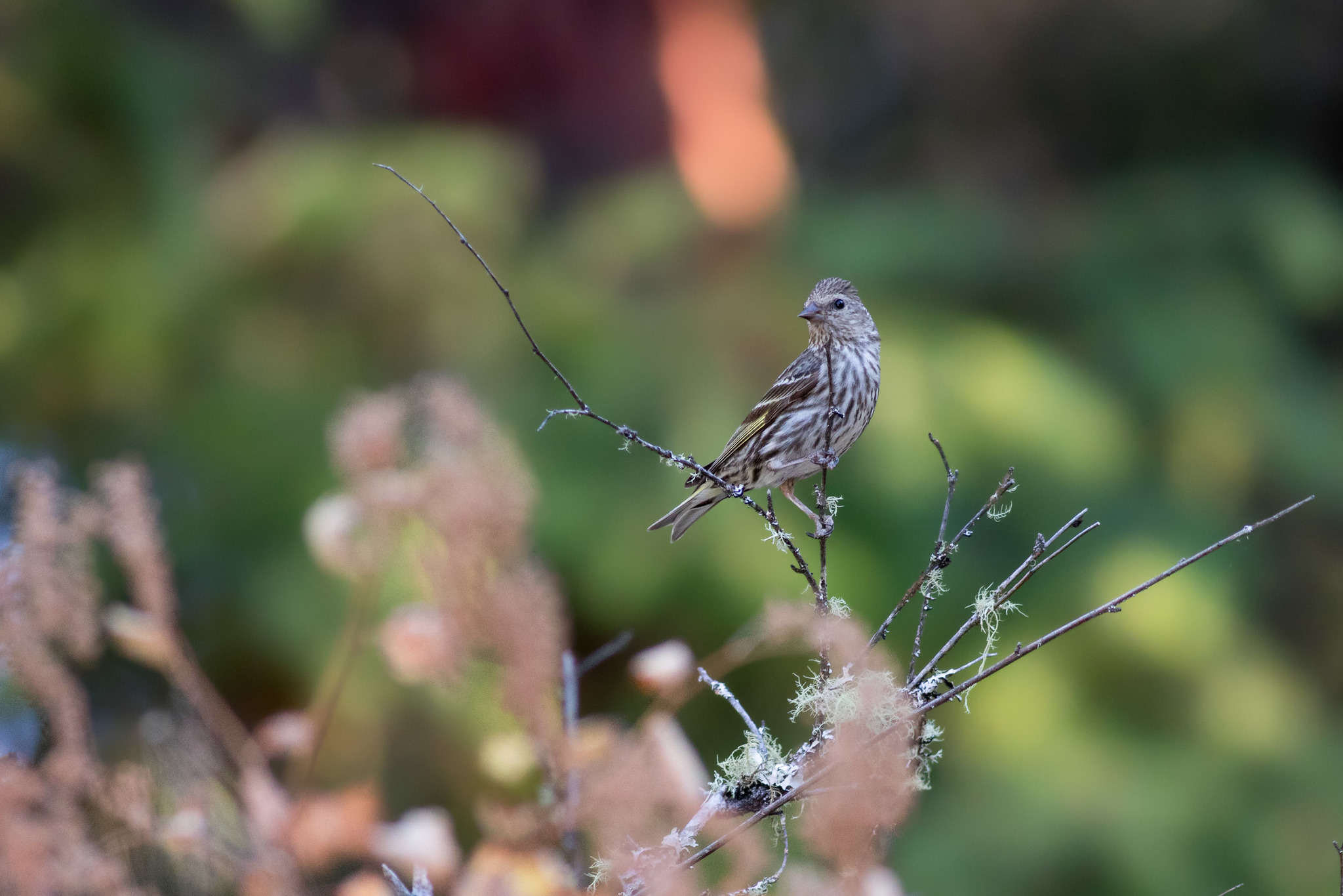 Pine Siskin