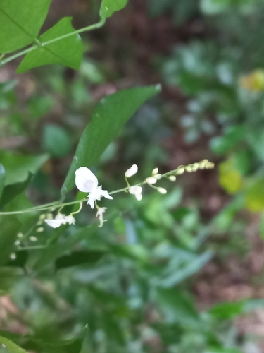 Forest Indigo (Indigofera natalensis)