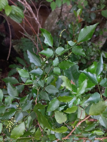 Image of Indigofera natalensis by (c) Brian du Preez, some rights reserved (CC BY-SA)