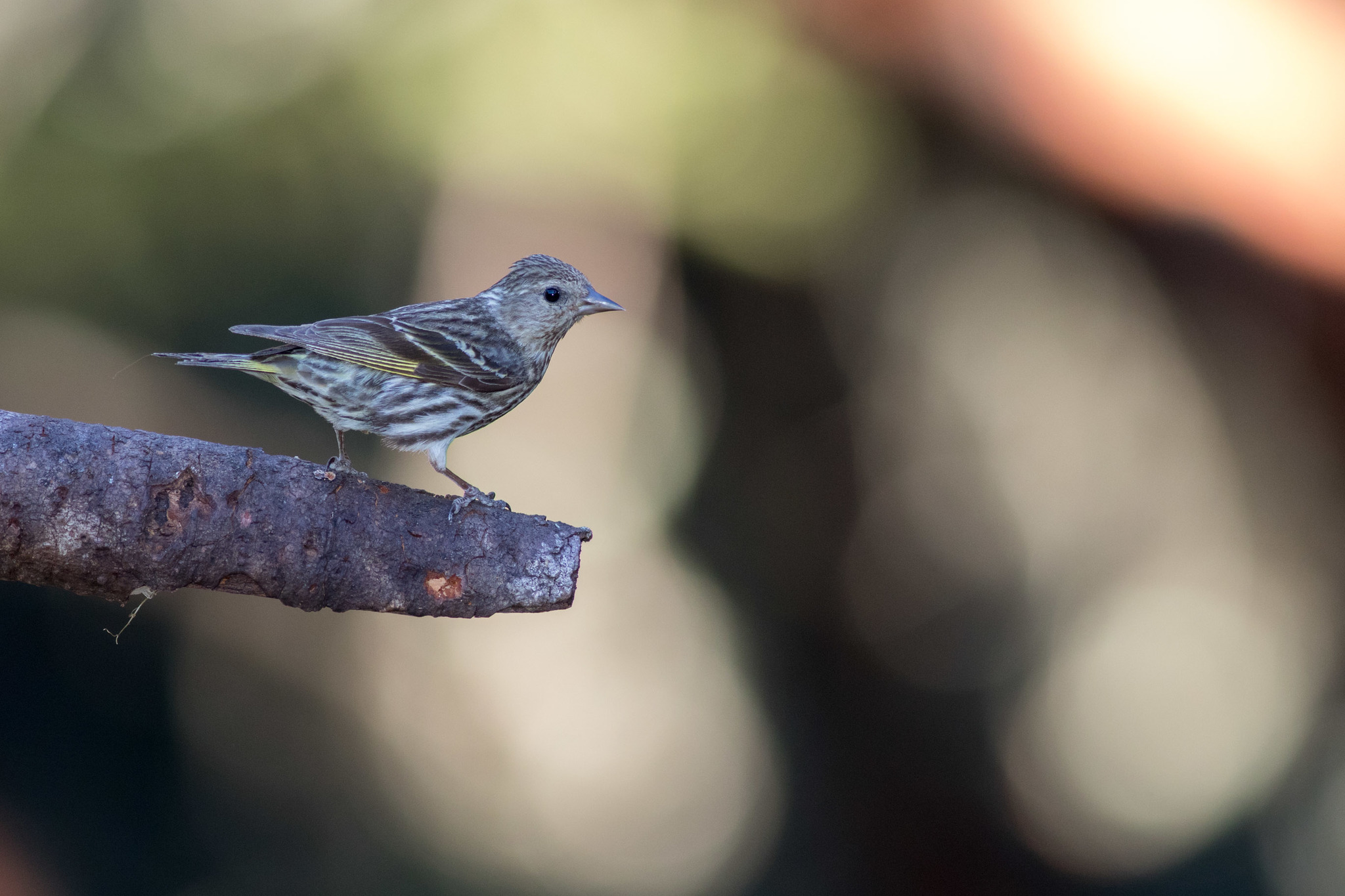 Pine Siskin