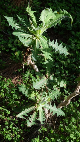 Sonchus platylepis, photograph 1