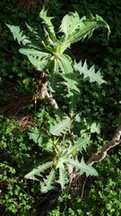Sonchus platylepis, photograph (c) fmunoz, some rights reserved (CC BY)