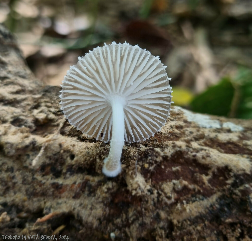 Oudemansiella cubensis · October 2024 · photo: © teodoro_chivatabedoya (iNaturalist, cc-by)