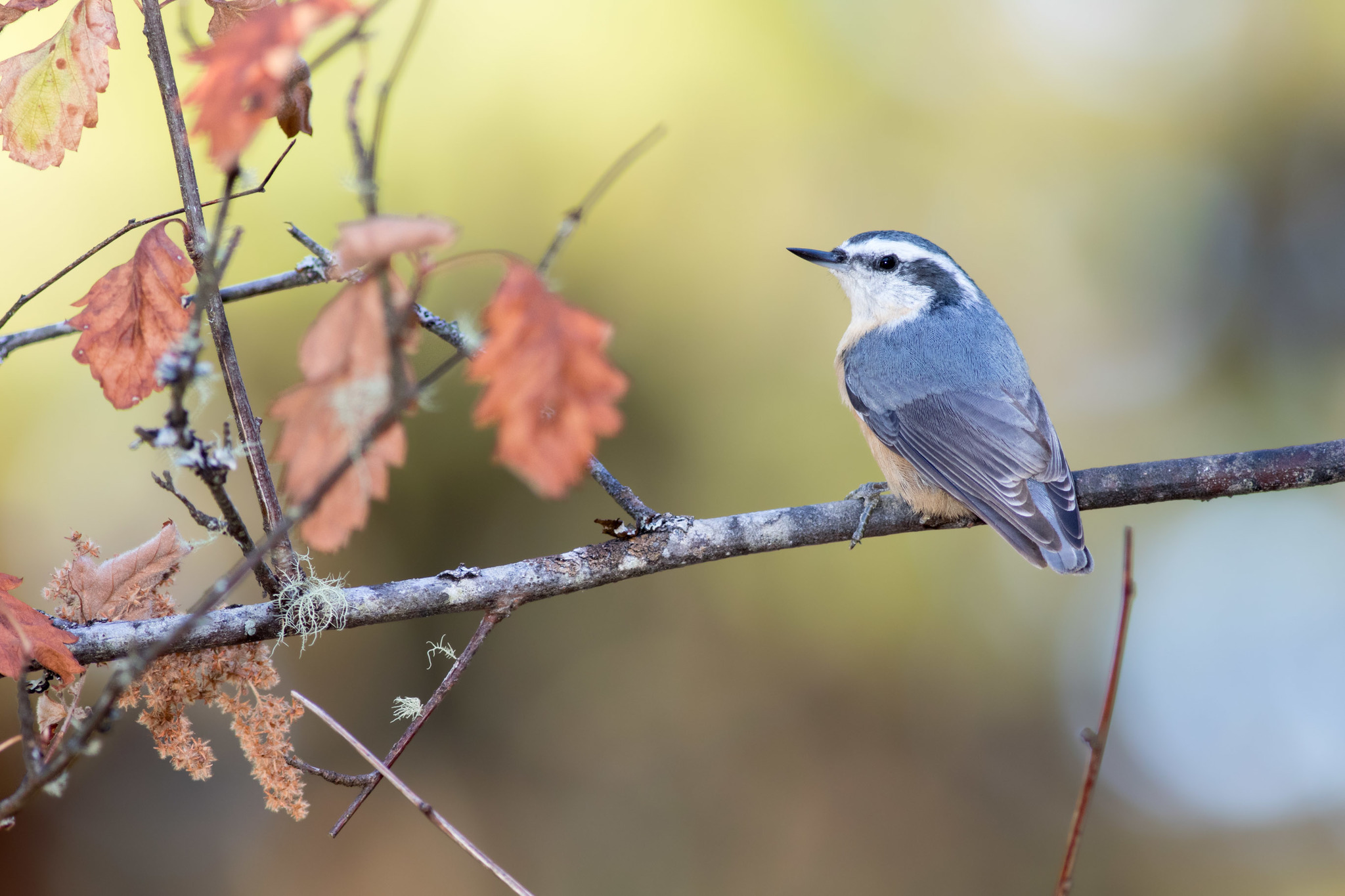 Red-breasted Nuthatch