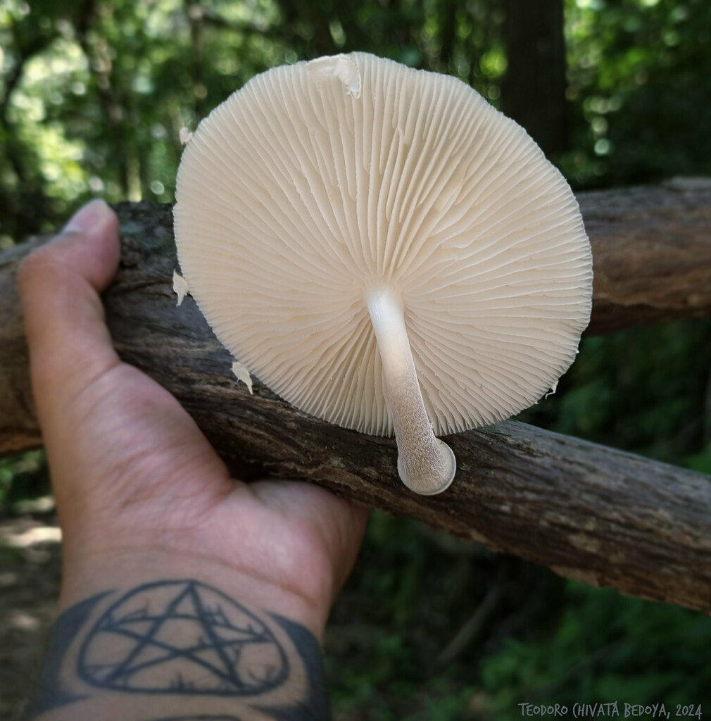 Oudemansiella cubensis · October 2024 · photo: © teodoro_chivatabedoya (iNaturalist, cc-by)